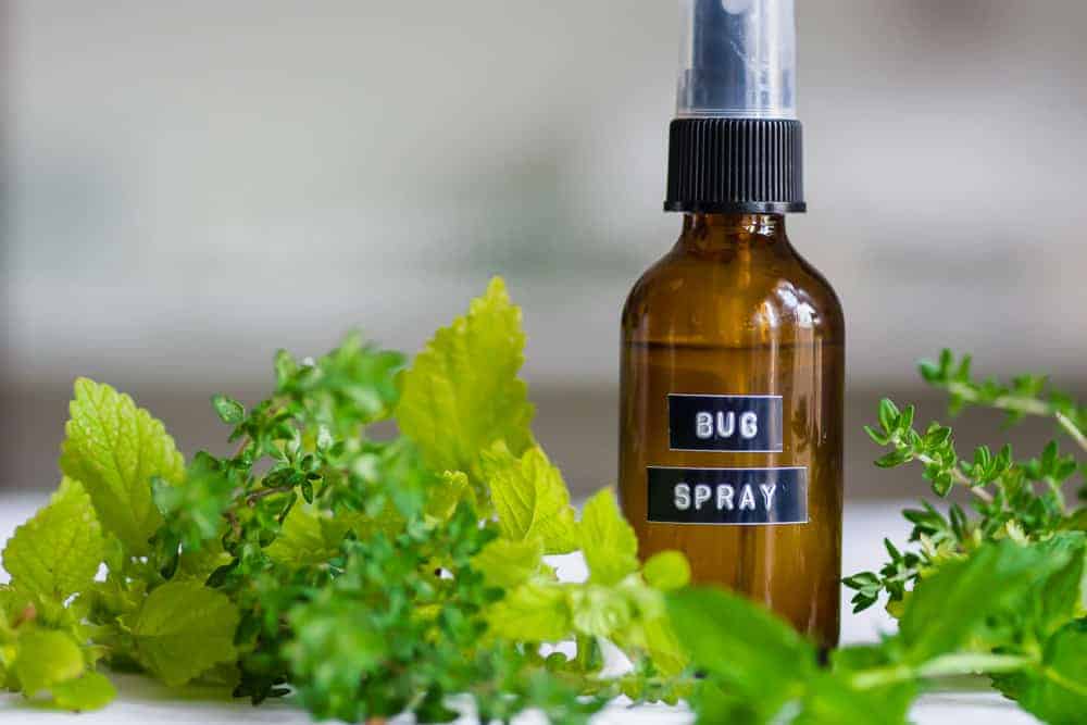 If you live in an area that is full of mosquitoes, ticks, and chiggers, than the Homemade Bug Spray recipe is for you! All natural without all the toxic chemicals and made in under 5 minutes gets you outdoors and having fun without the nuisance of bugs. || The Butter Half #bugspray #diybugspray #holisticremedies #allnatural #thebutterhalf
